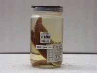 藏品(日本擬隆頭魚)的圖片